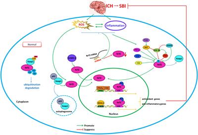 Regulation of nuclear factor erythroid-2-related factor 2 as a potential therapeutic target in intracerebral hemorrhage